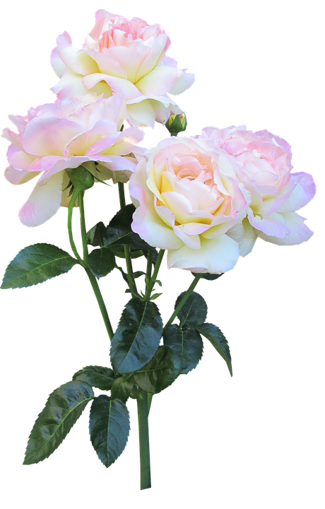 Serene_ Pink_ Roses_ Bouquet PNG with transparent background