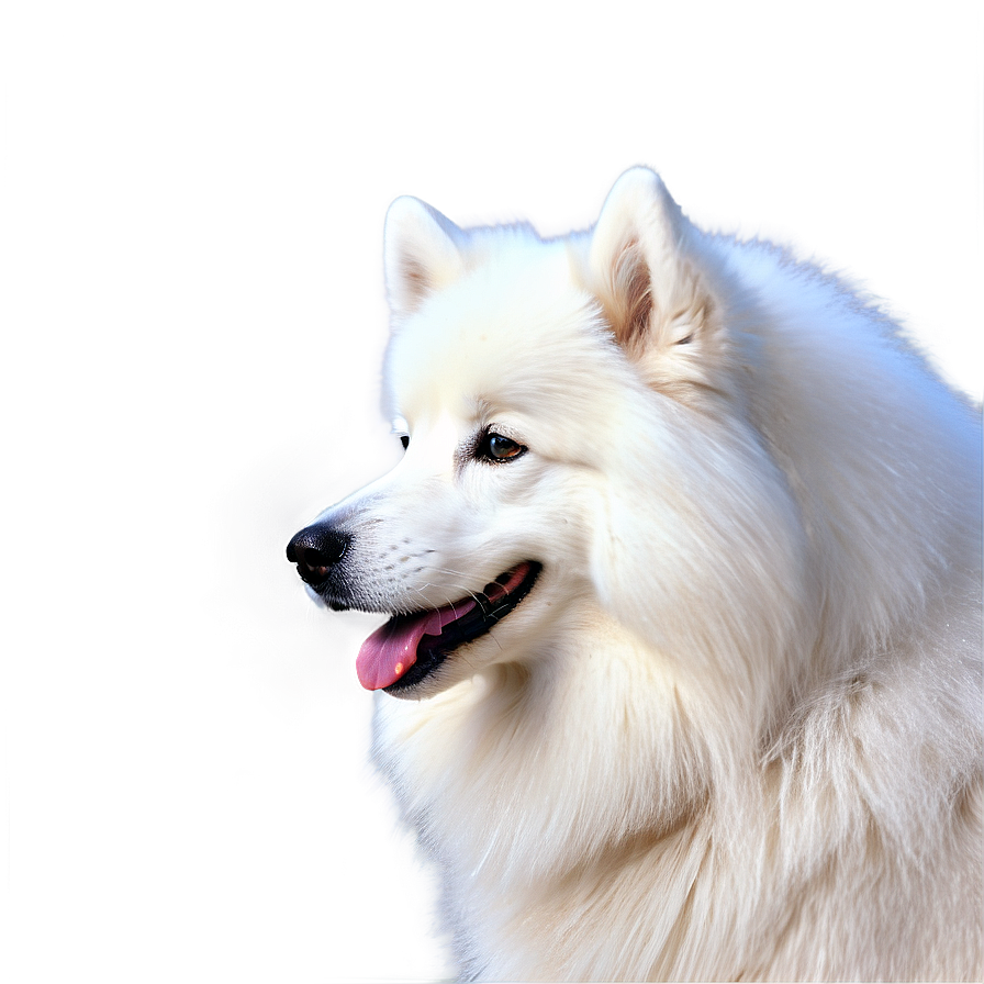 Serene Samoyed Gaze Png 06242024