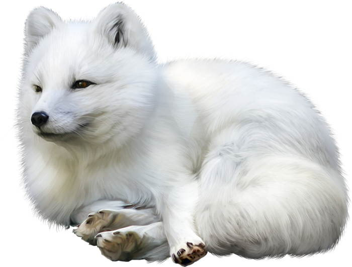 Serene Samoyed Resting.png