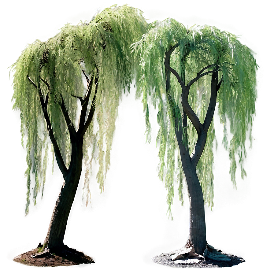 Serene Willow Trees Png Jbi24