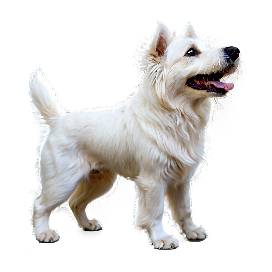 Shaggy White Dog Png 06262024