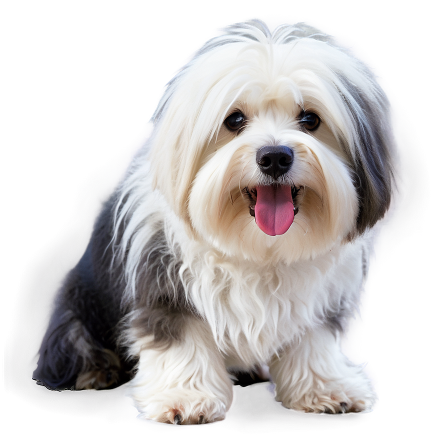 Shaggy White Dog Png Byg86