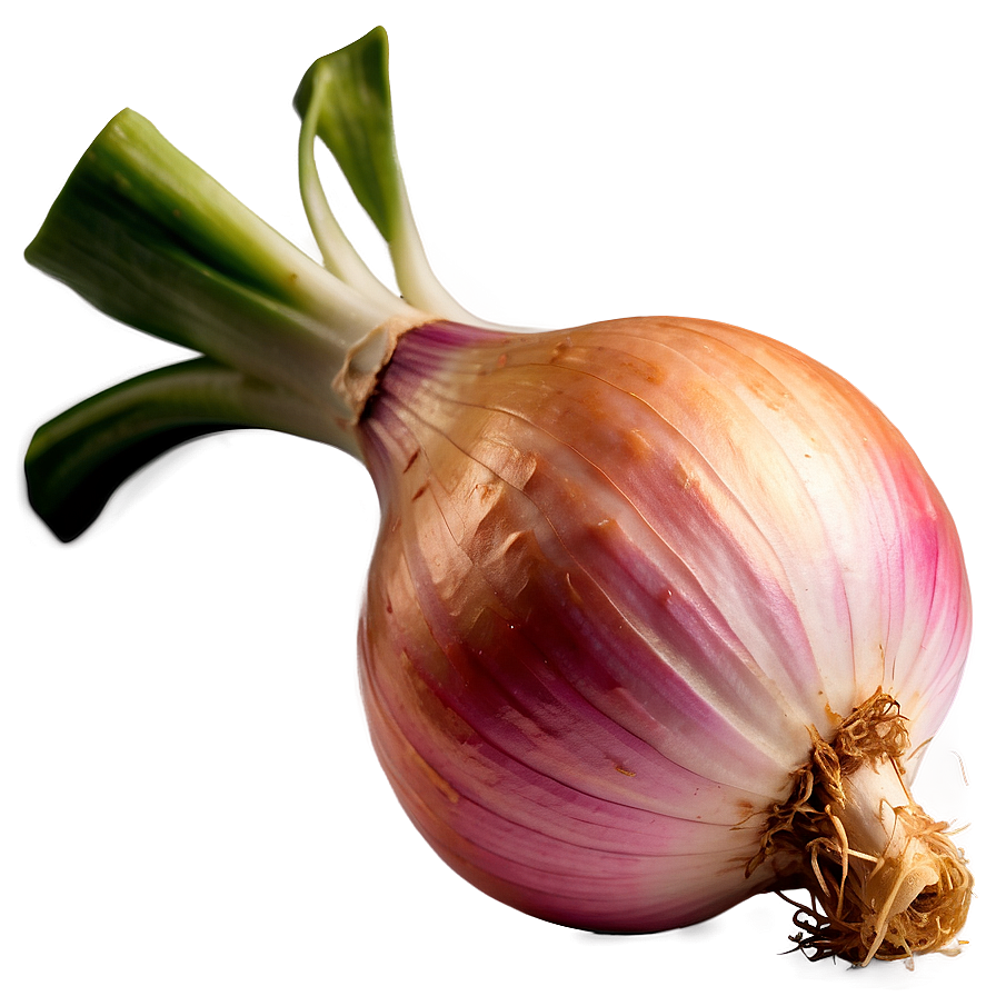 Shallots Onion PNG 51 PNG with transparent background