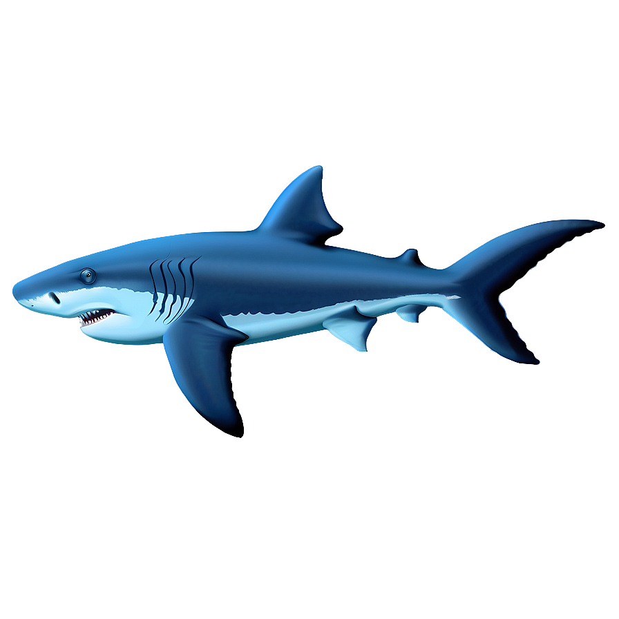 Shark Outline Drawing Png Clf