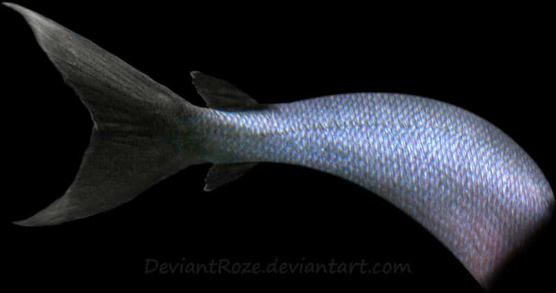 Shark Tail Silhouette Against Black Background