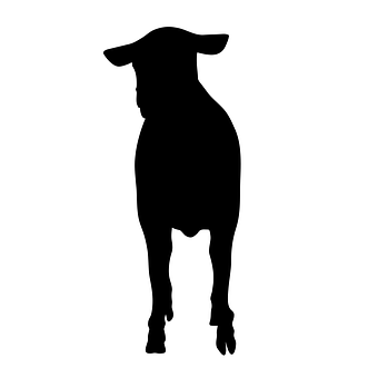 Sheep Silhouette Graphic