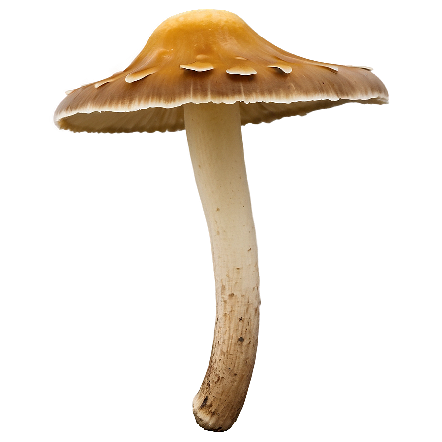 Shelf Fungus Png 06242024