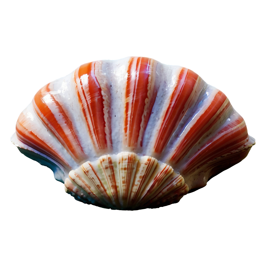 Shell And Coral Png 77