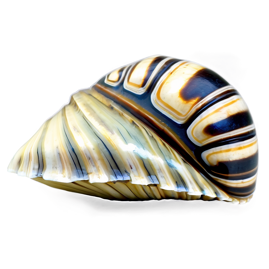 Shell On Shoreline Png Wmi