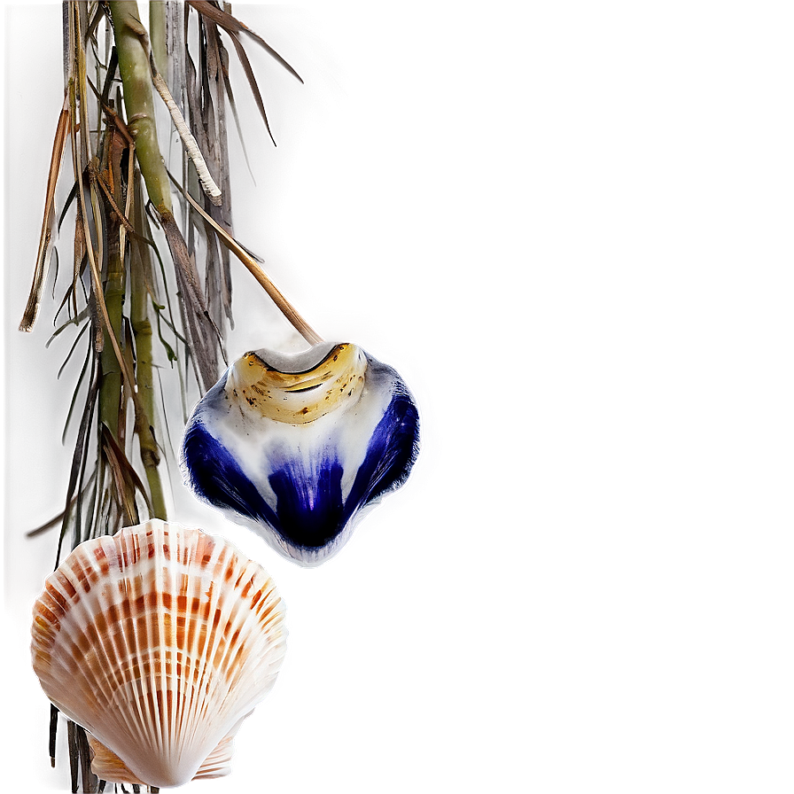 Shells Border Frame Png Bai86