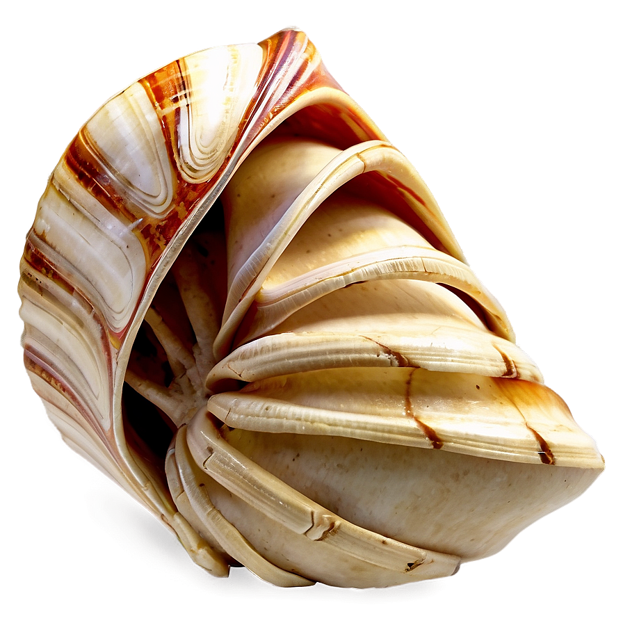 Shells Crafting Materials Png Gdm50