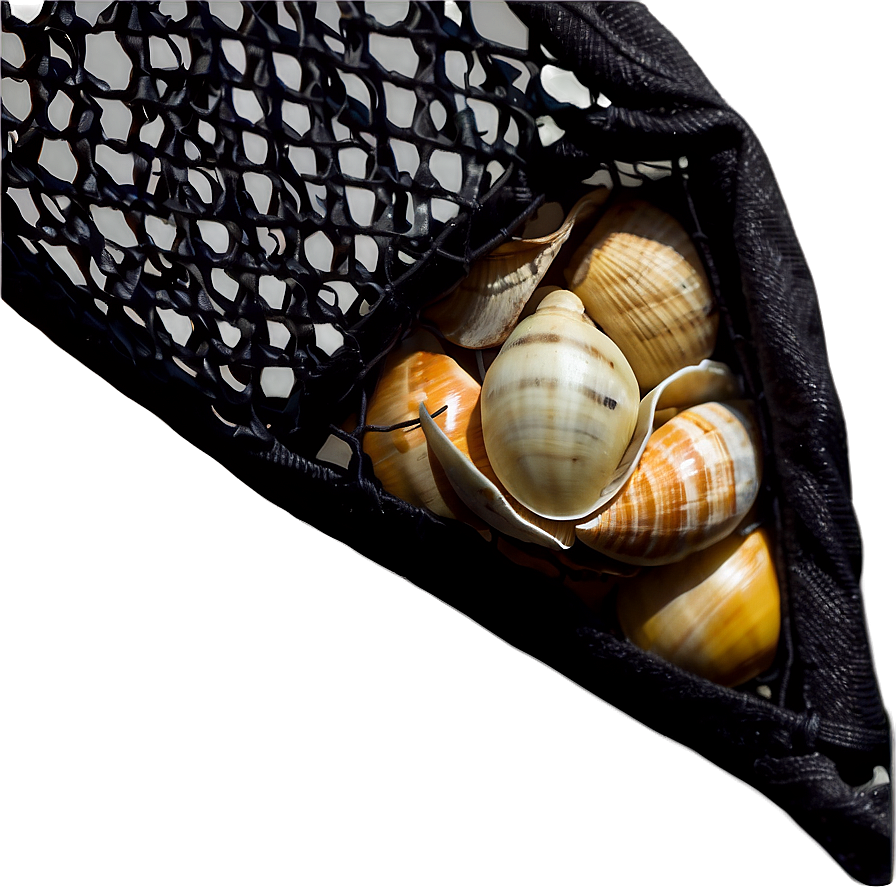 Shells In Net Bag Png 06212024