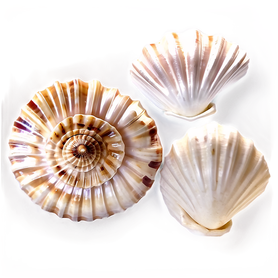 Shells Of The World Png 28