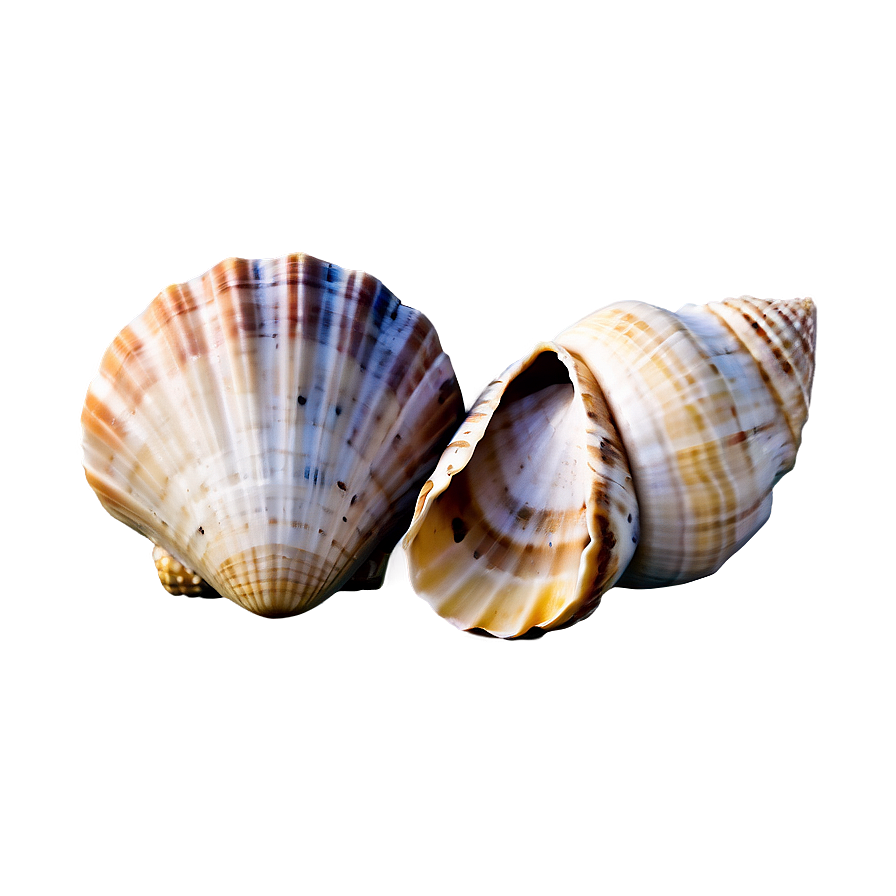 Shells On Seaside Png Wev