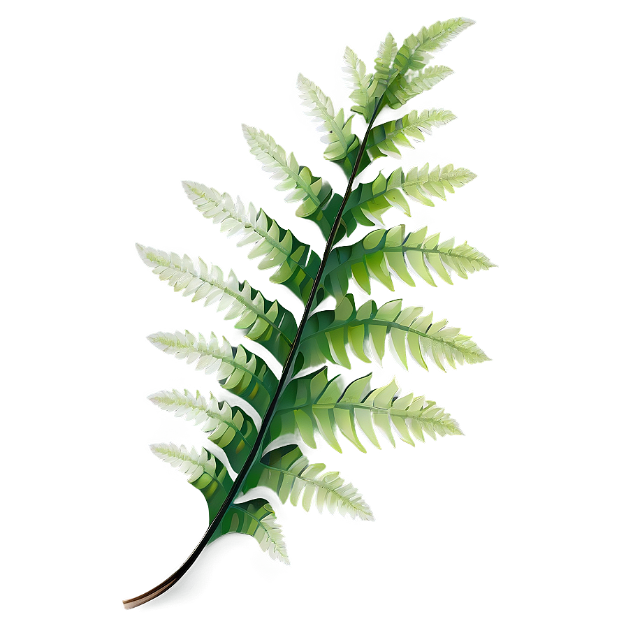 Shimmering Fern Leaf Beauty Png Atw9