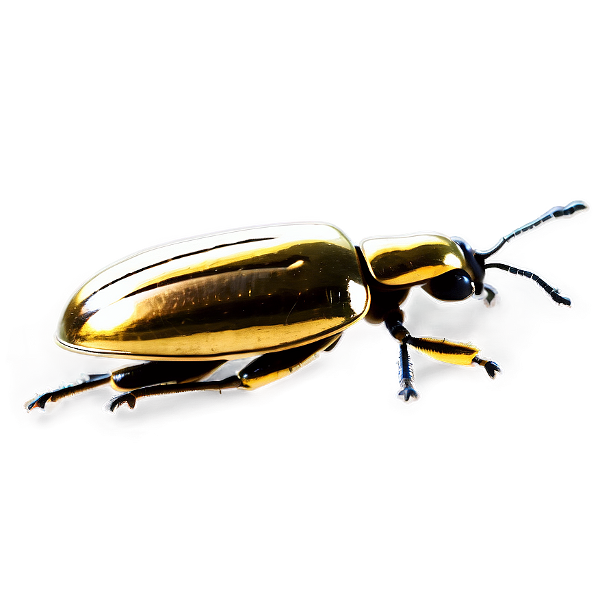 Shiny Beetle Texture Png 05242024