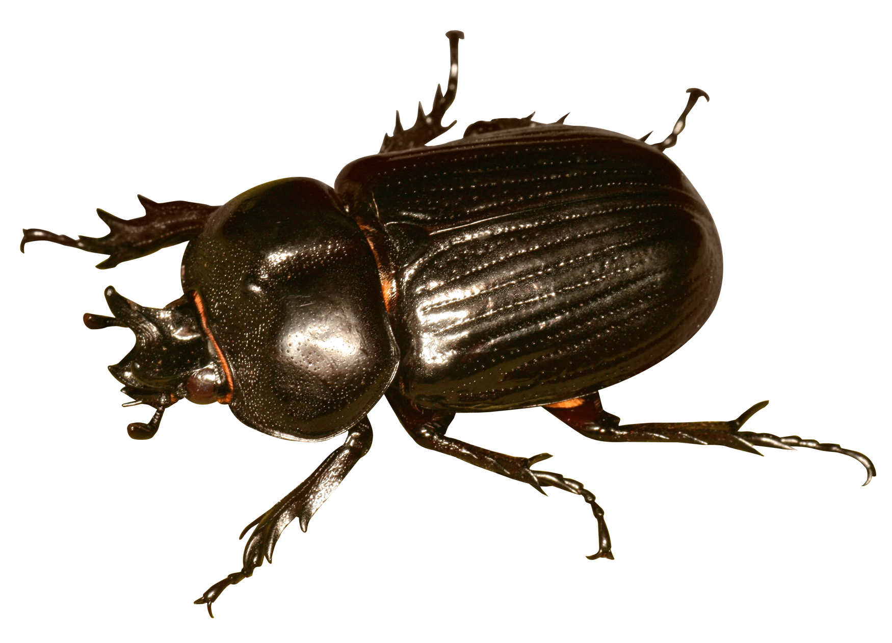 Shiny Black Beetle PNG with transparent background