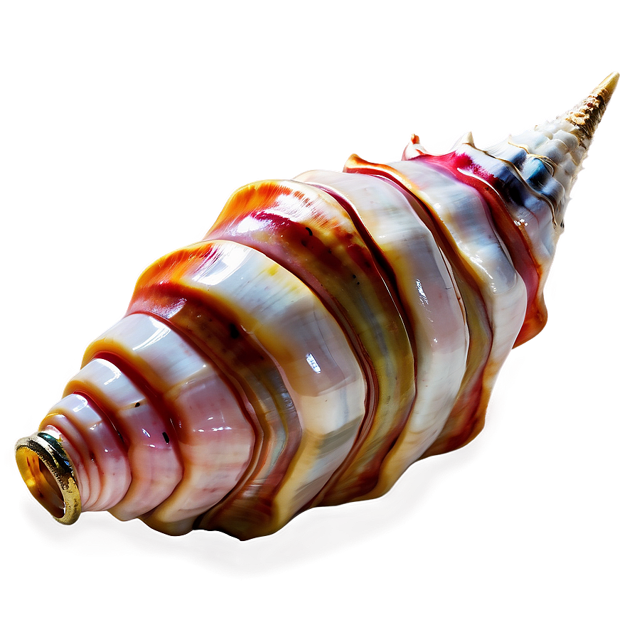 Shiny Conch Shell Picture Png Icw15