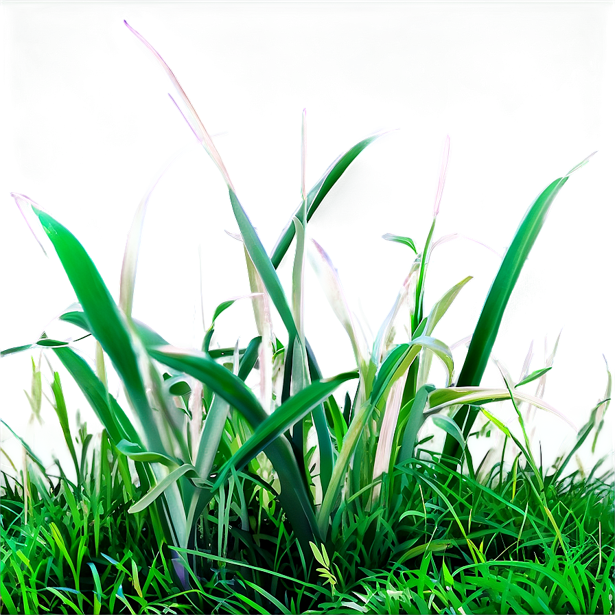 Short Green Grass Png 20