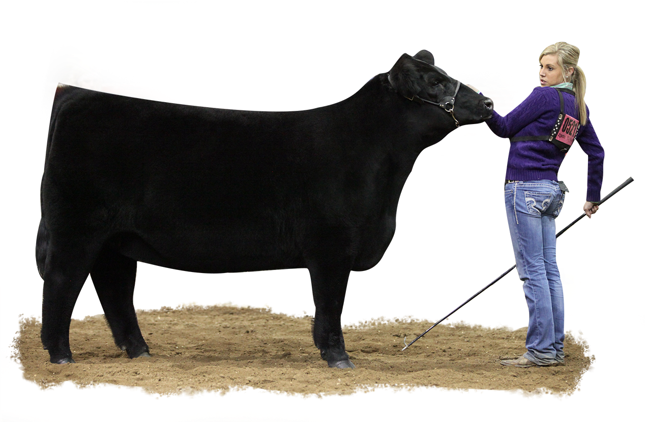 Show Cattle , Png Download - Show A Steer, Transparent Png PNG with transparent background