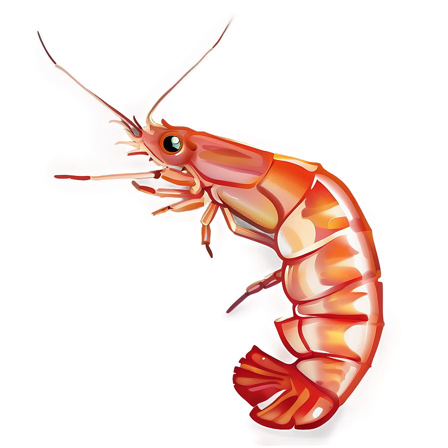 Shrimp Vector Png 05242024