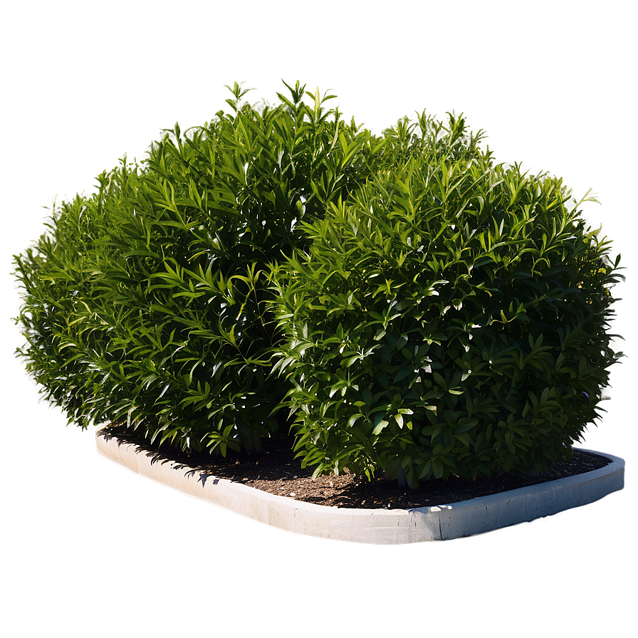 Shrub For Privacy Png 05252024