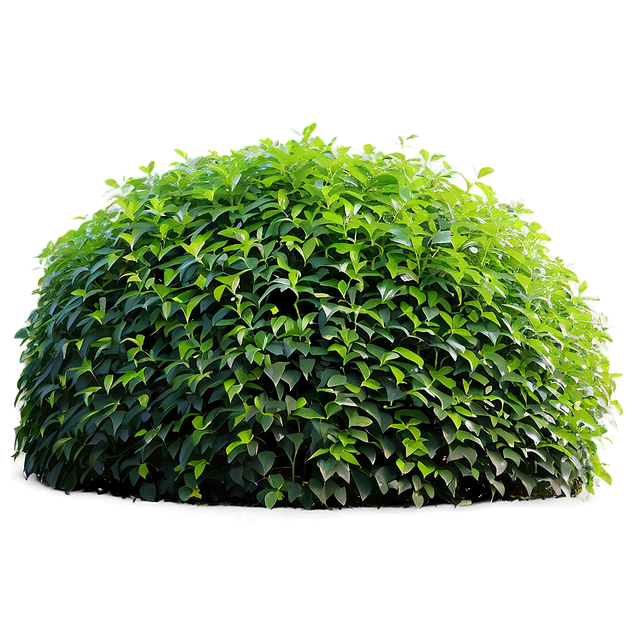 Shrub Hedge Png 36