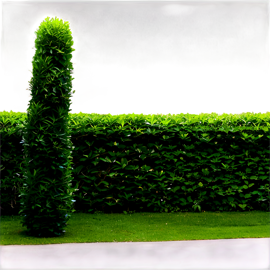 Shrub Hedge Png Qqf