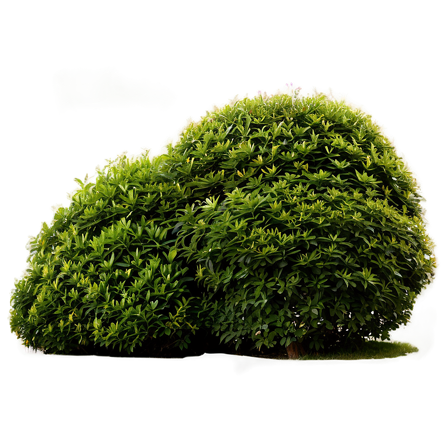 Shrub In Landscape Png 05252024