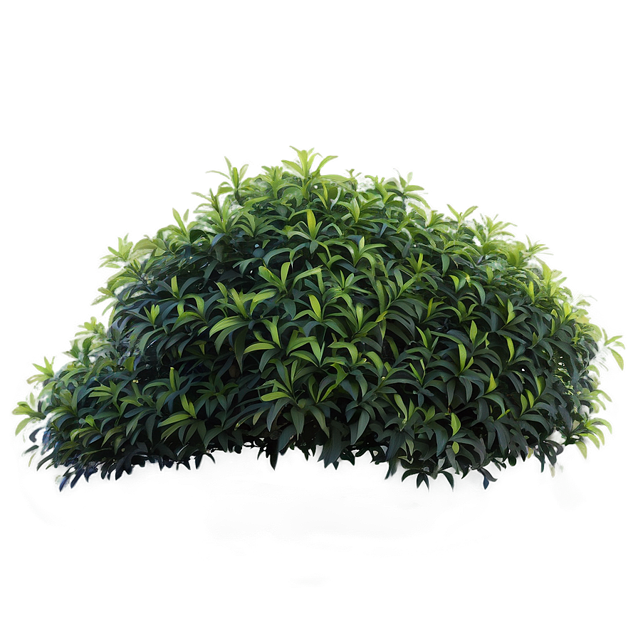 Shrub Outline Png Vrv8