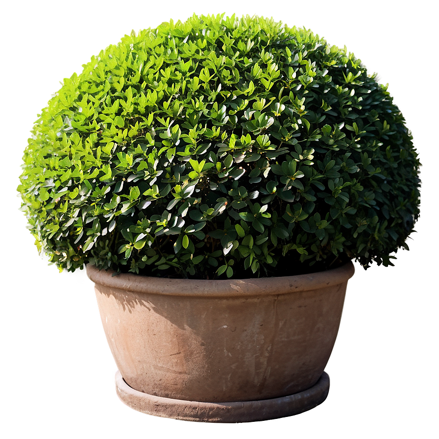 Shrub Topiary Png 58