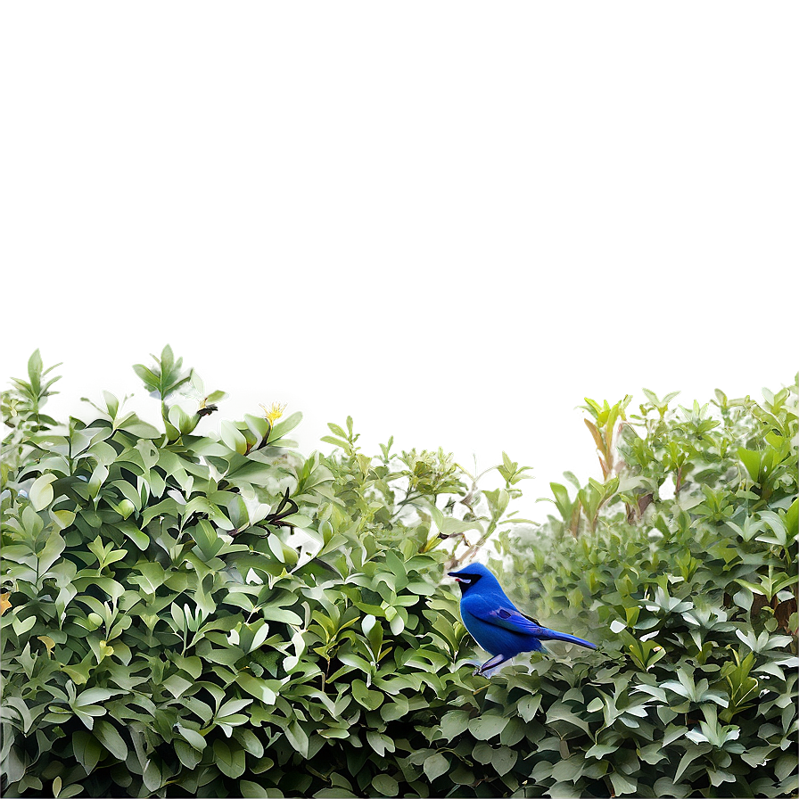 Shrub With Birds Png 05252024