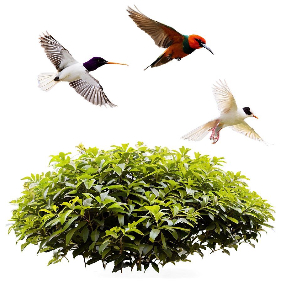 Shrub With Birds Png Nqf62