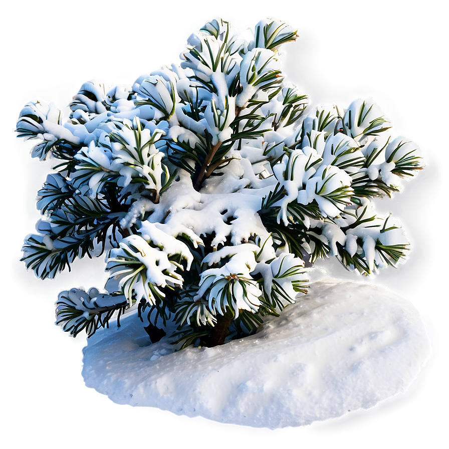 Shrub With Snow Png Gxr