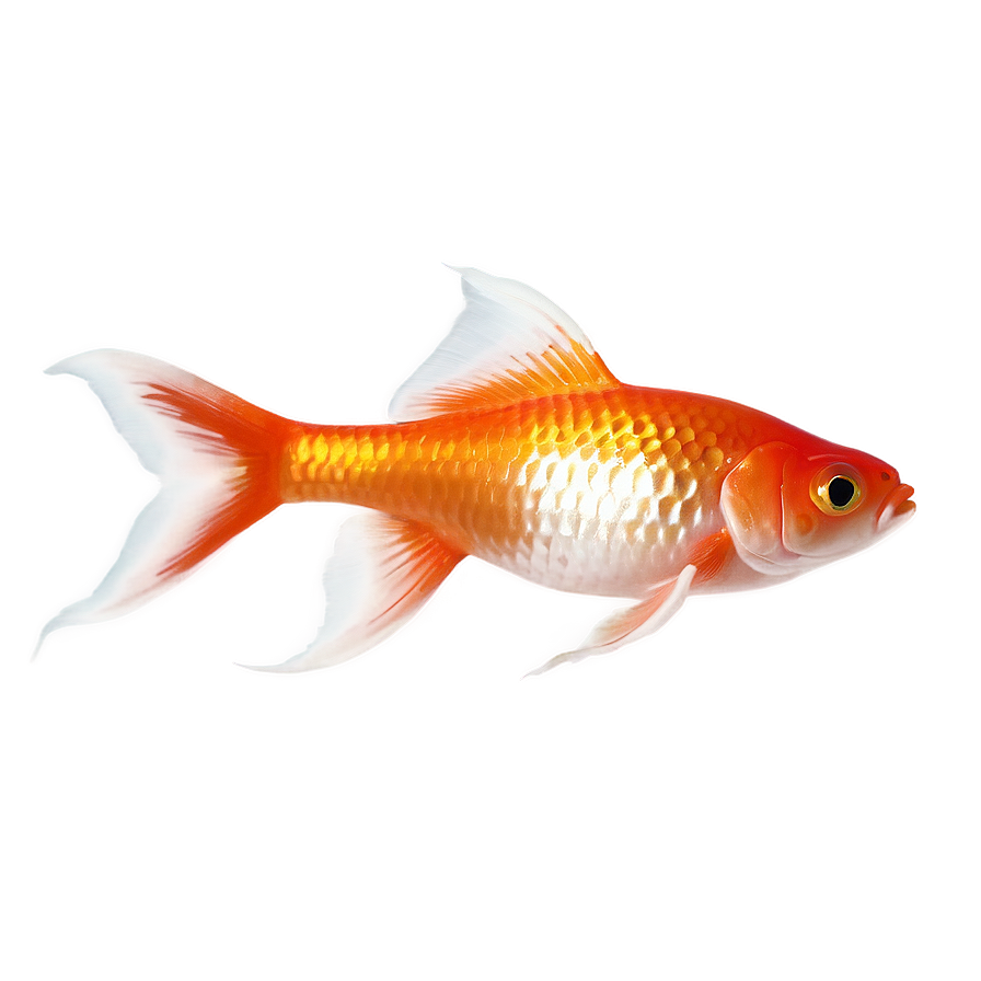 Shubunkin Goldfish Png 05212024