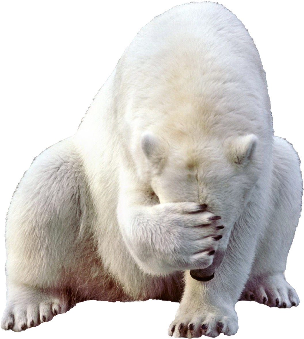 Polar Bear Png, Transparent Png PNG with transparent background