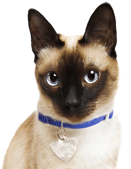 Siamese Cat Blue Collar