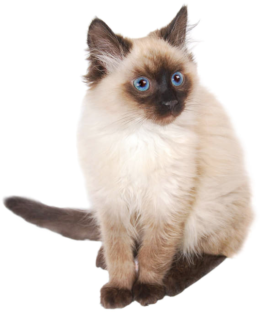 Siamese Cat Blue Eyes