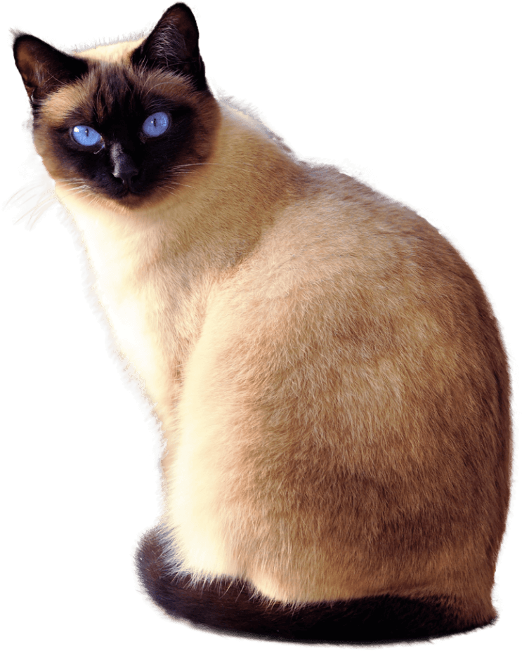 Siamese Cat Blue Eyes