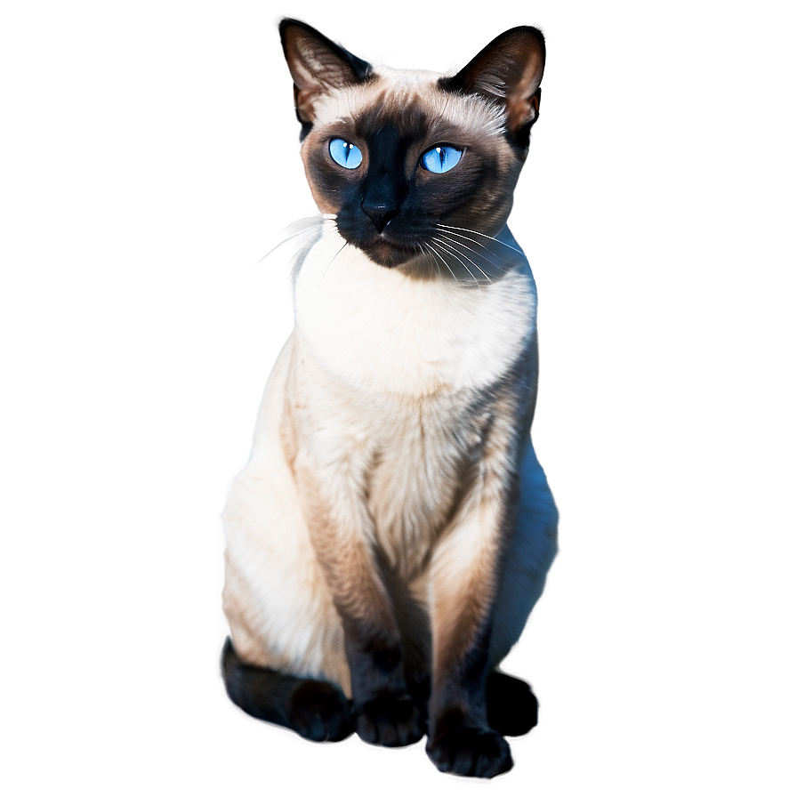 Siamese Cat C