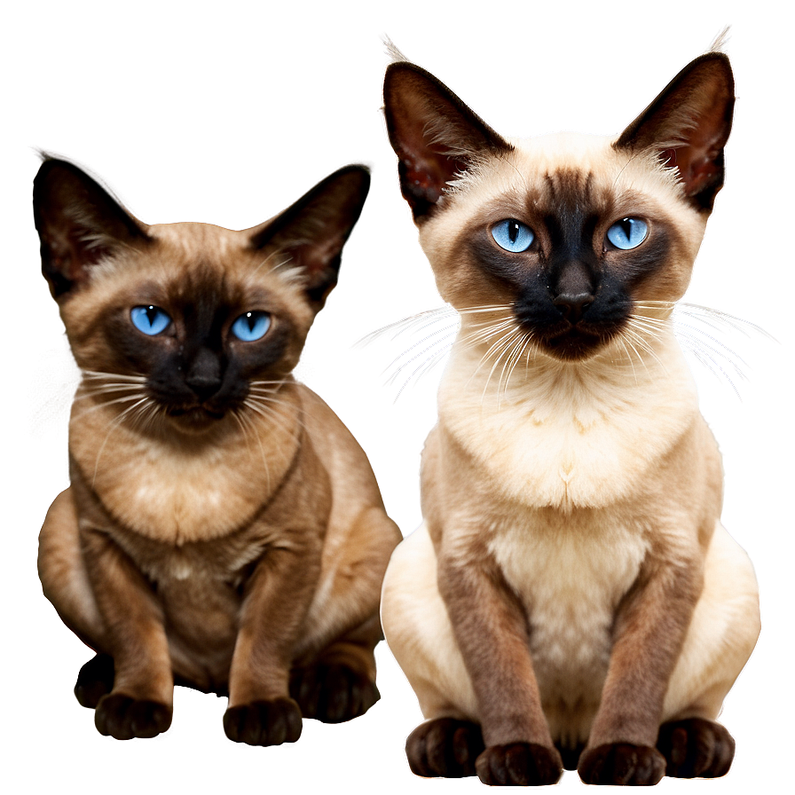 Siamese Cat D