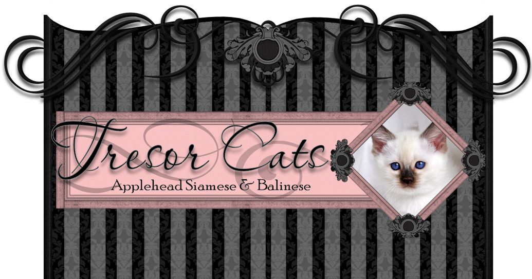 Siamese Cat, HD Png Download PNG with transparent background