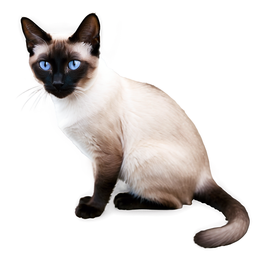 Siamese Cat Image Png B