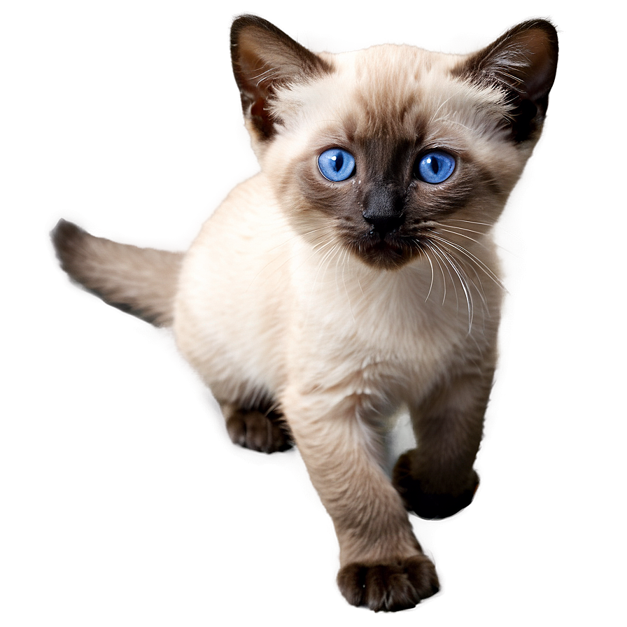 Siamese Kitten Png Tgf5