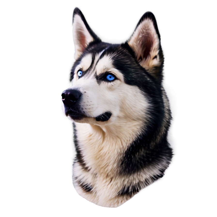 Siberian Husky Close-up Png Euu37