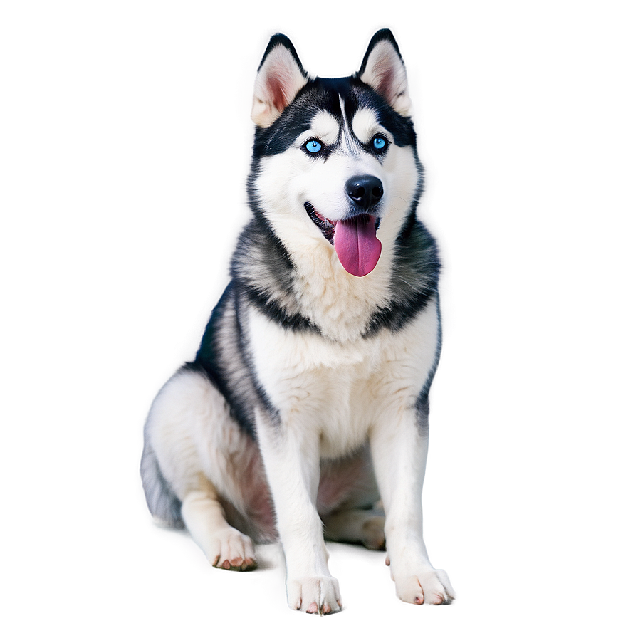 Siberian Husky Laying Png Ise