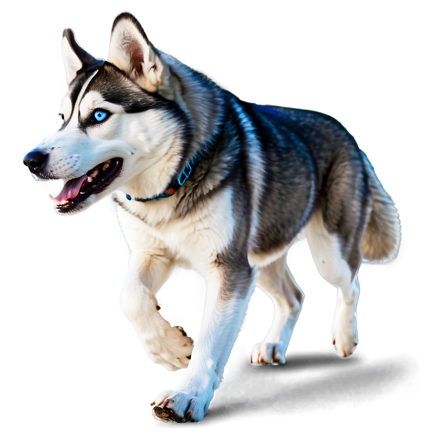 Siberian Husky Running In Snow Png 14