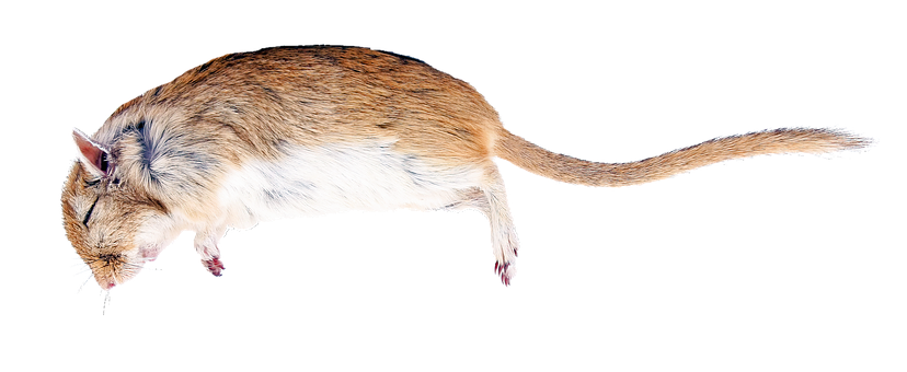 Side View Brown White Rat Black Background PNG with transparent background