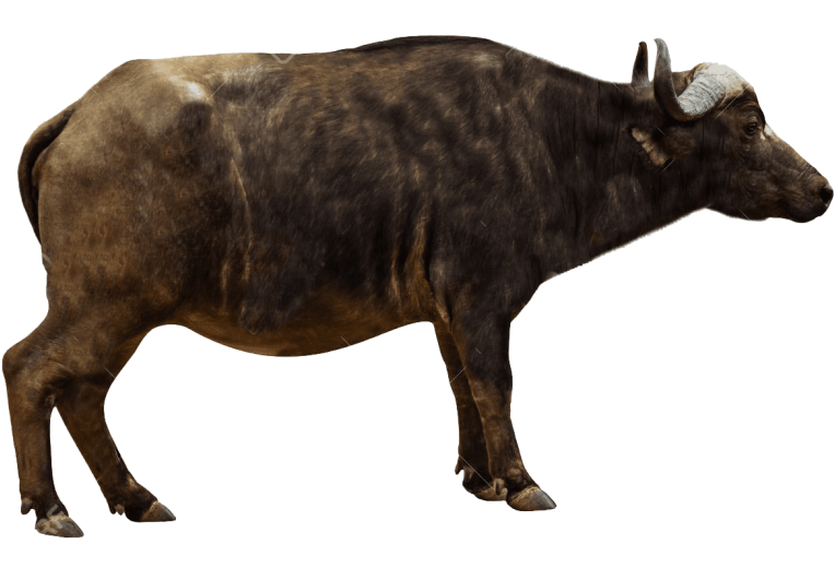 Side View Cape Buffalo Isolated