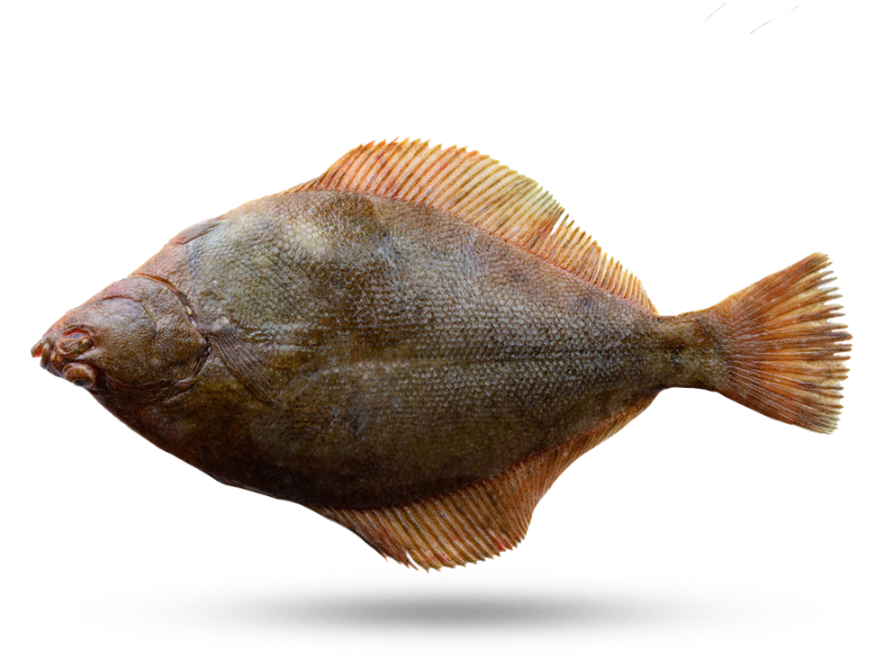 Side View Flounder Fish